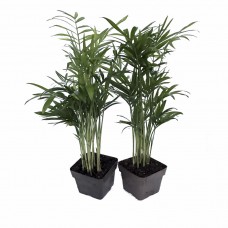 Victorian Parlor Palm 2 Plants - Chamaedorea - Indestructable - 3" Pots   